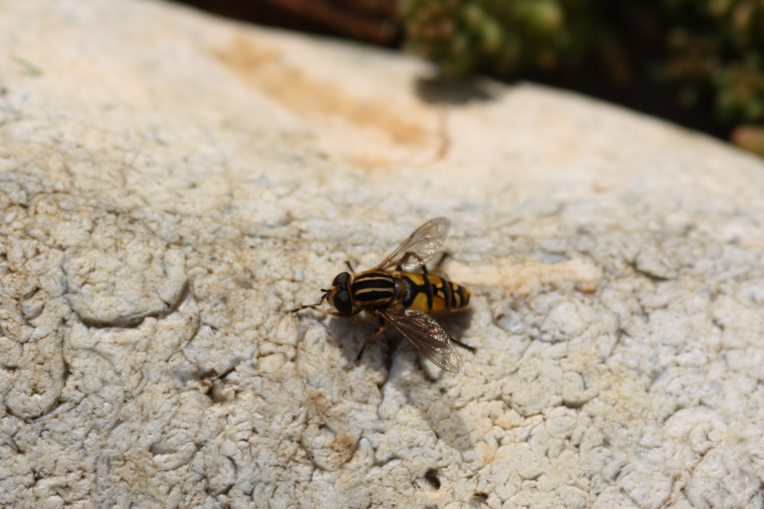 Hoverfly, Helophilus pendulus