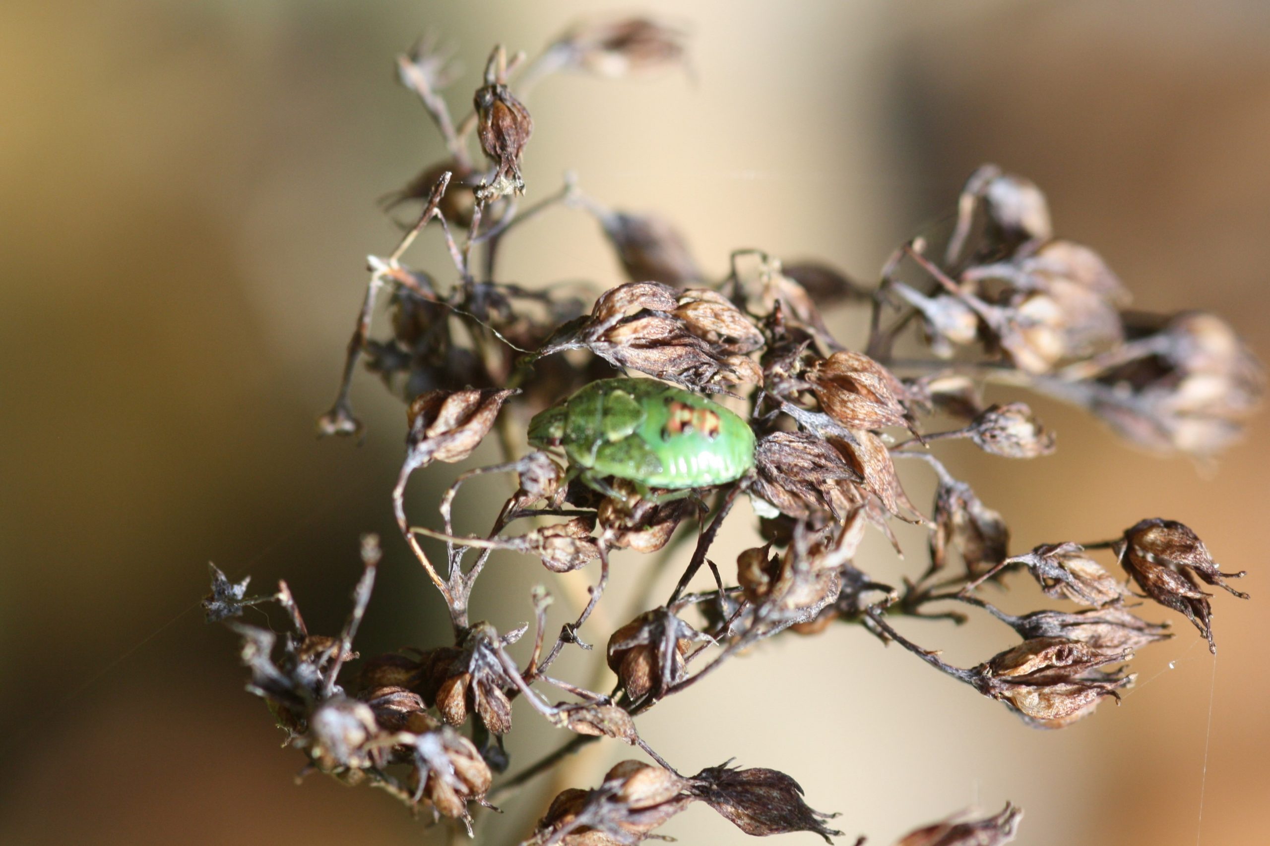 Juniper Shield bug larva, Cyphostethus tristriatus