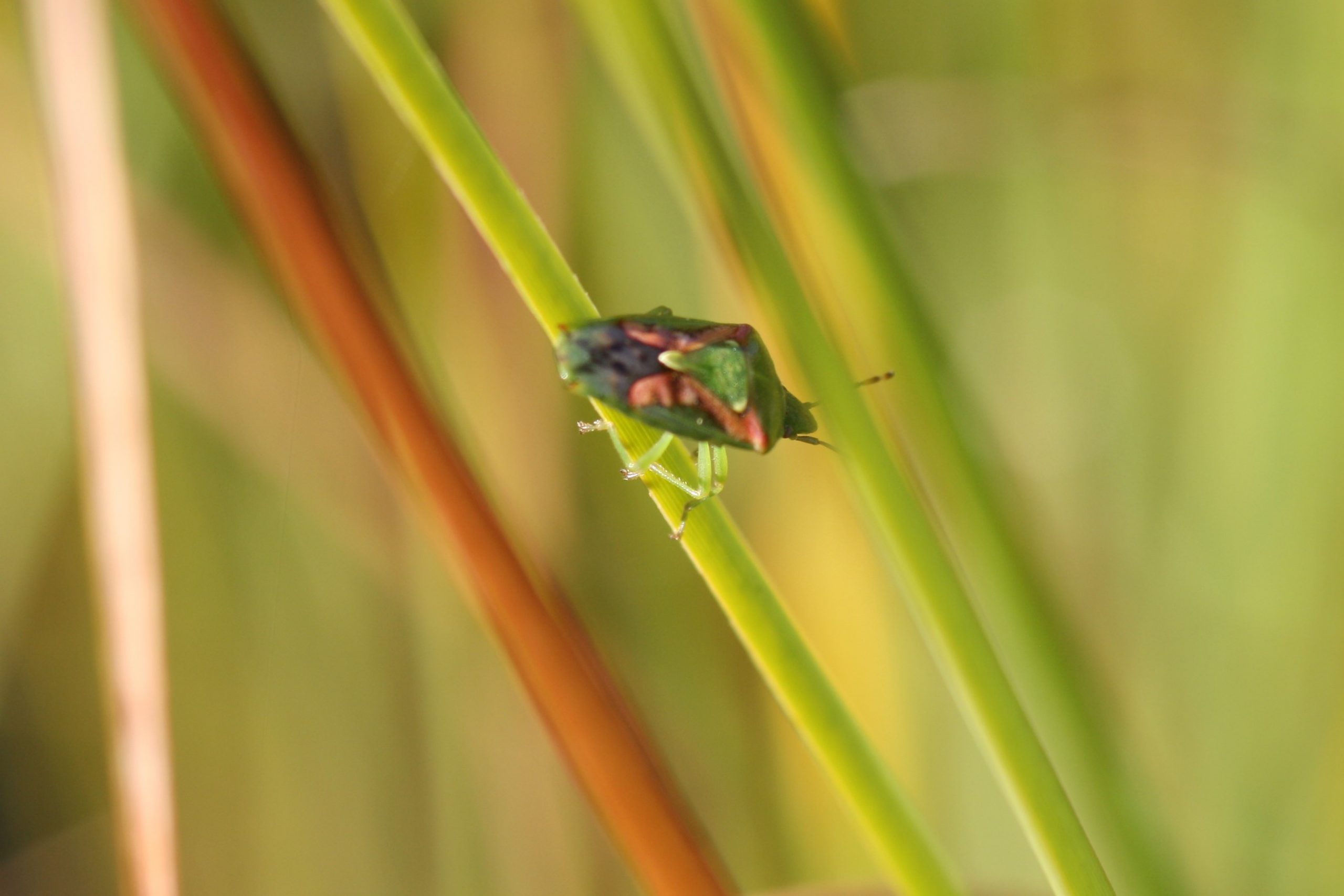 Juniper Shield bug, adult, Cyphostethus tristriatus