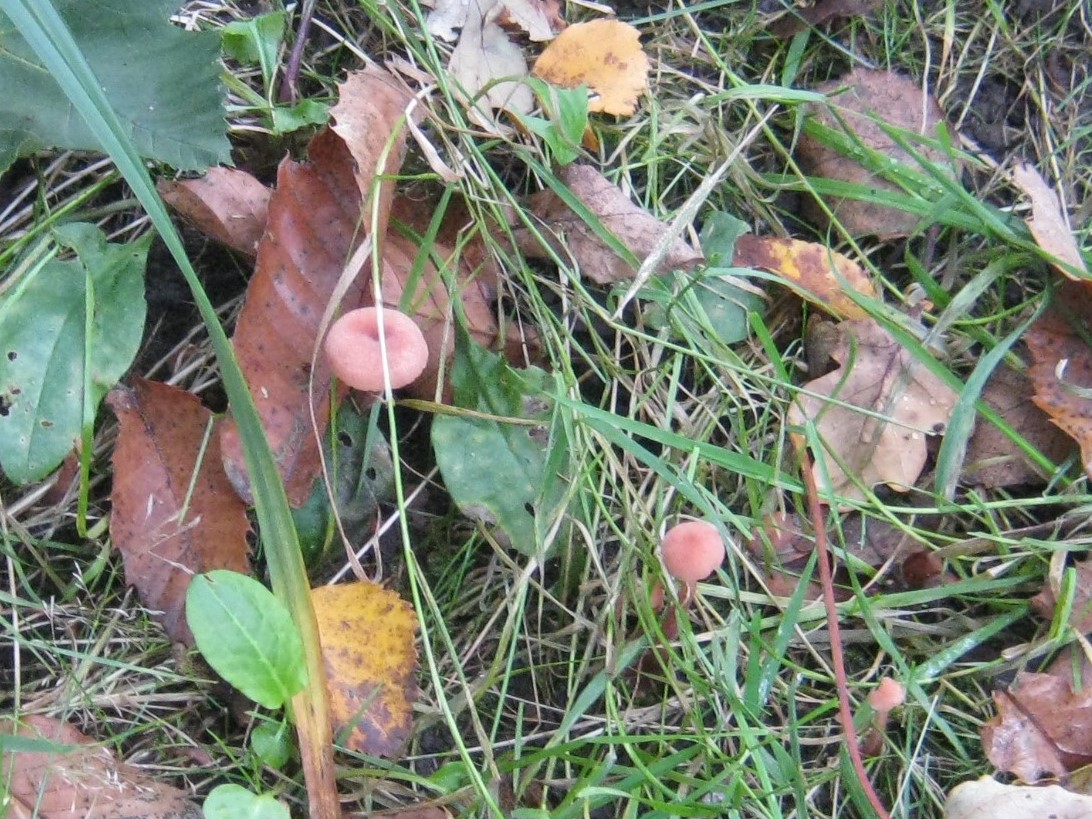 Laccaria lacata, at Wortley Hall