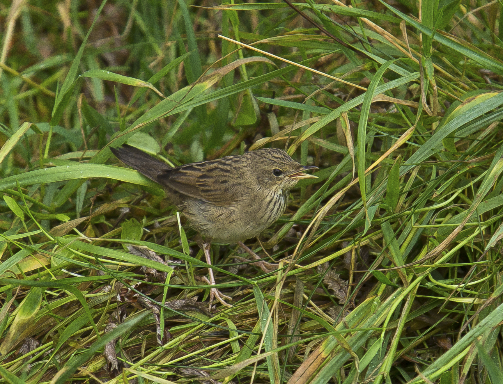 Lanceolated Warbler,  Shetlands, October 2020