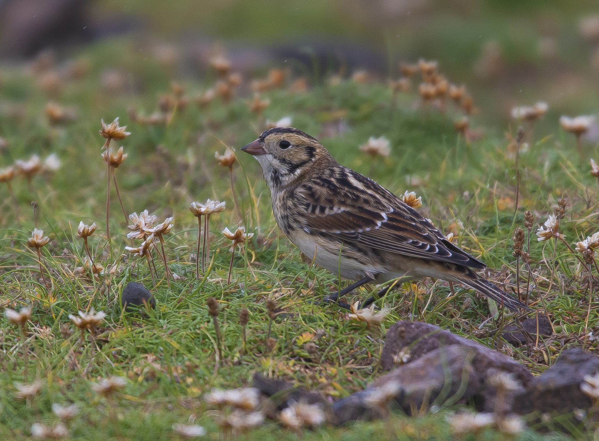 Lapland Bunting,  Shetlands, October 2020