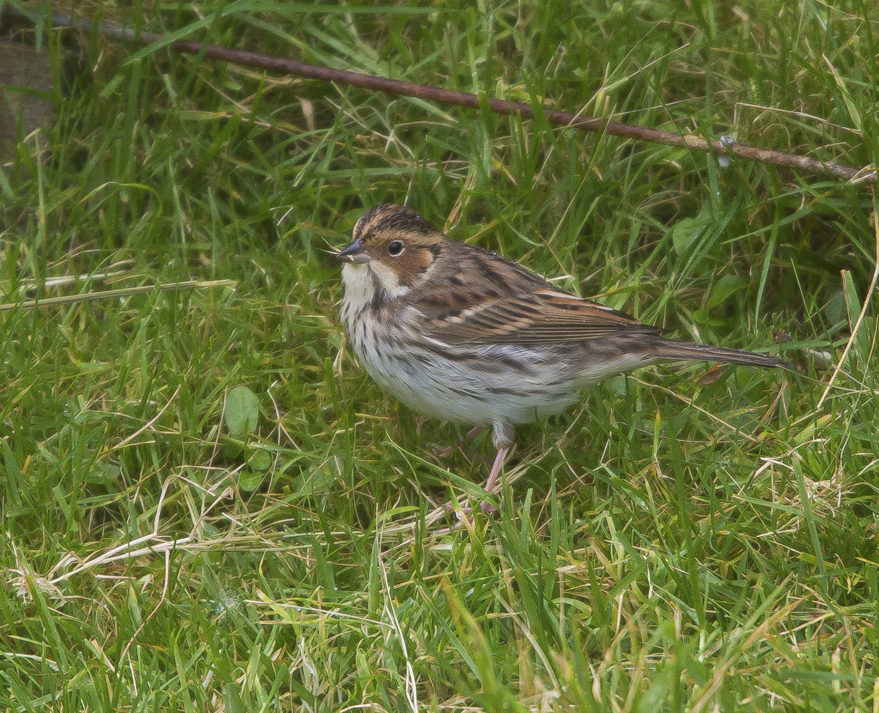 Little Bunting, Shetlands, October 2020