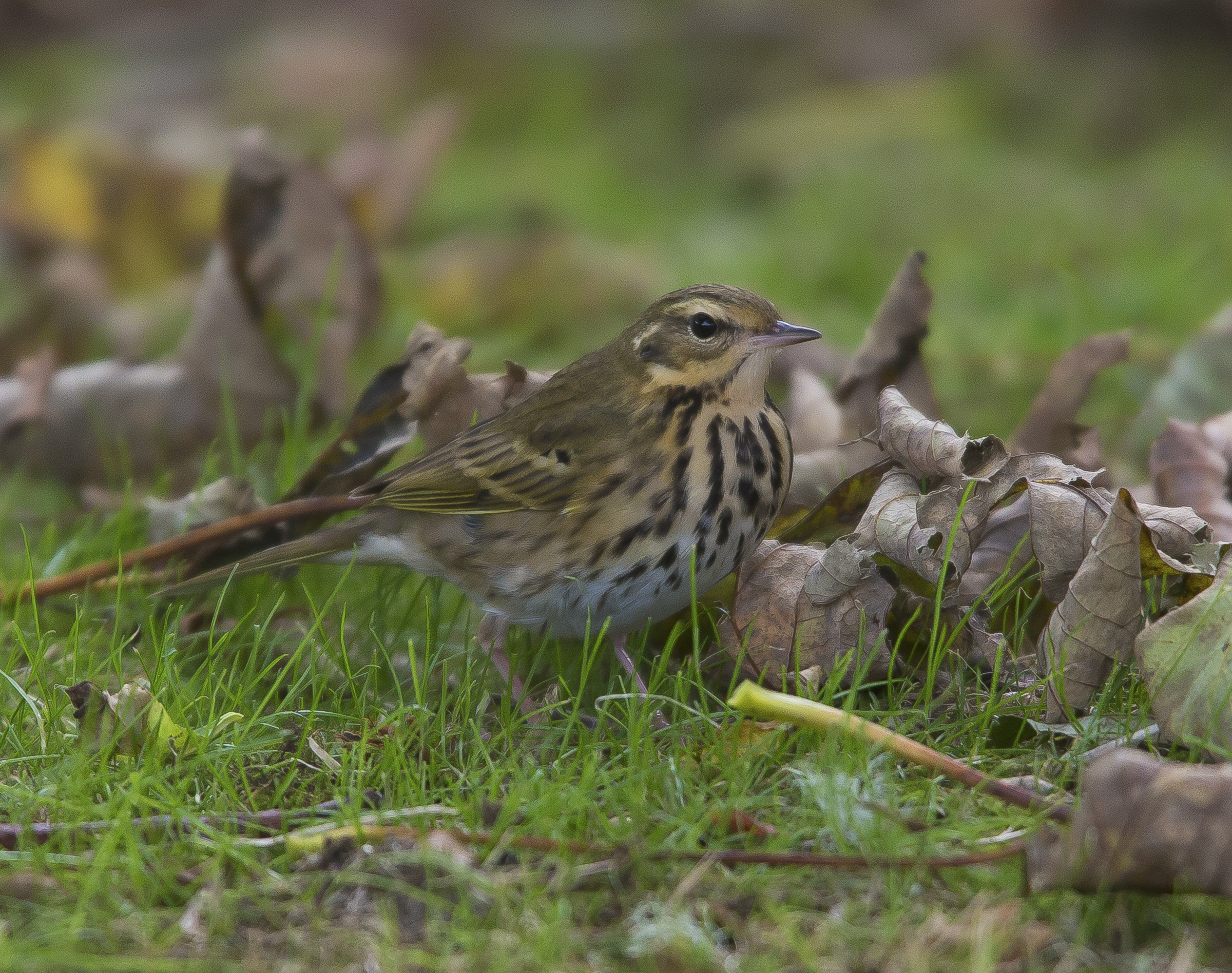 Olive Backed Pipit,  Shetlands, October 2020