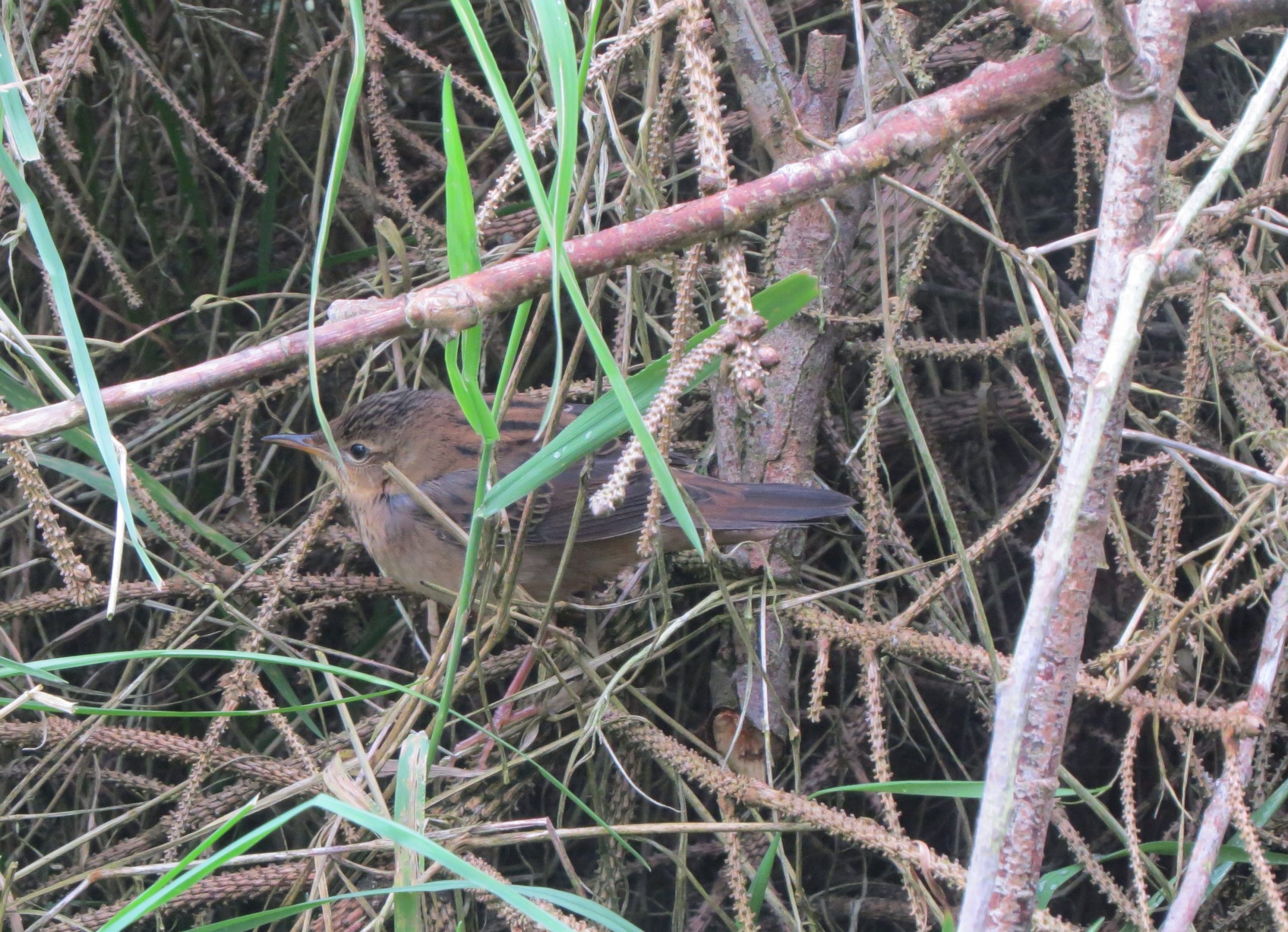 Pallas Grasshopper Warbler,  Shetlands, October 2020