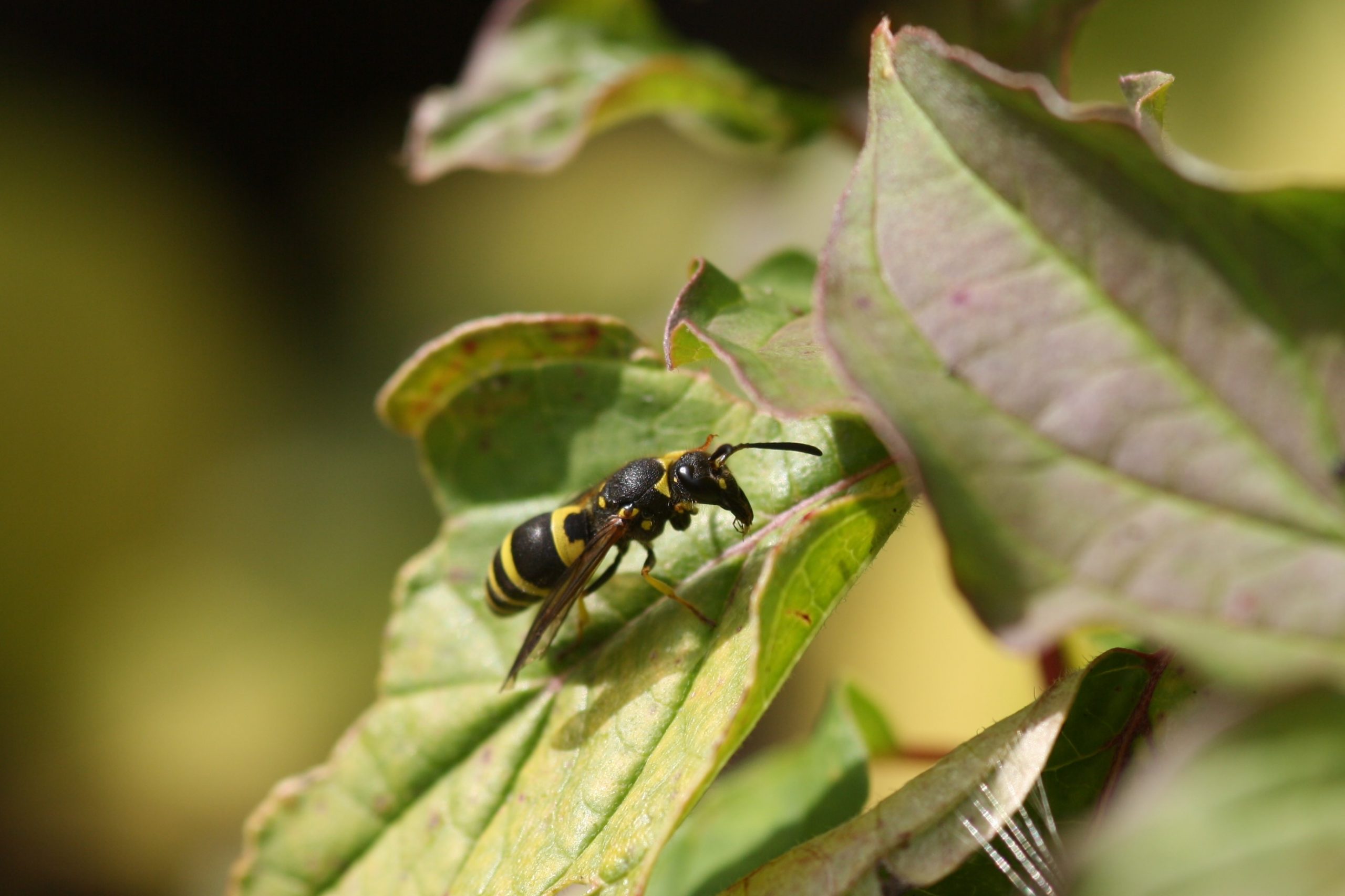 Potter wasp, Ancistoteros sp