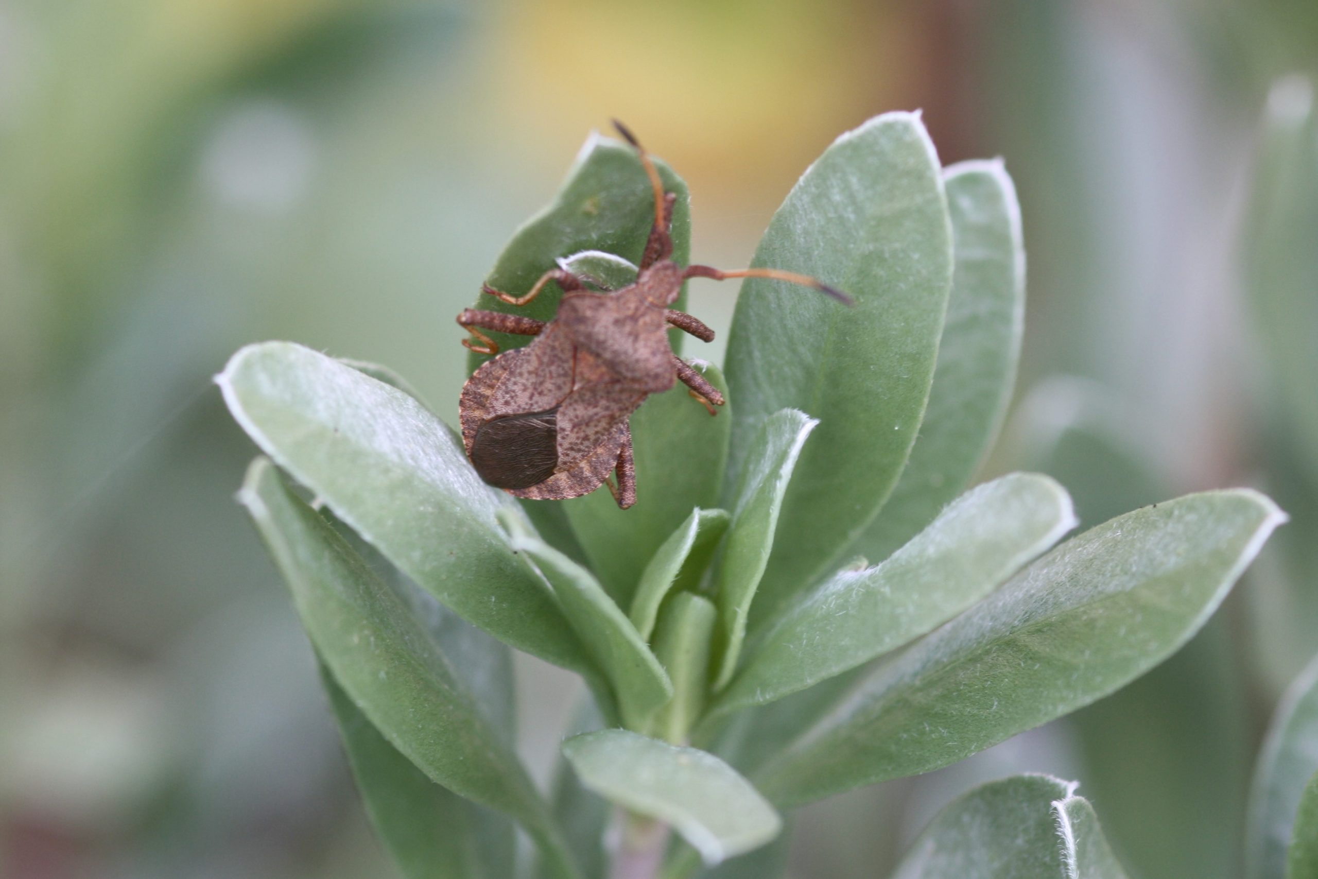 Squash bug or Dock bug, Coreus marginatus