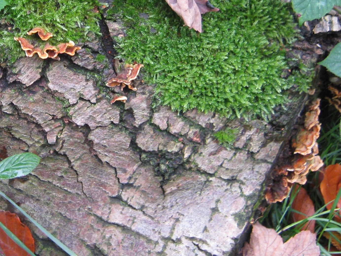 Stereum hirsutum and Hypnum cupressiforme, at Wortley Hall