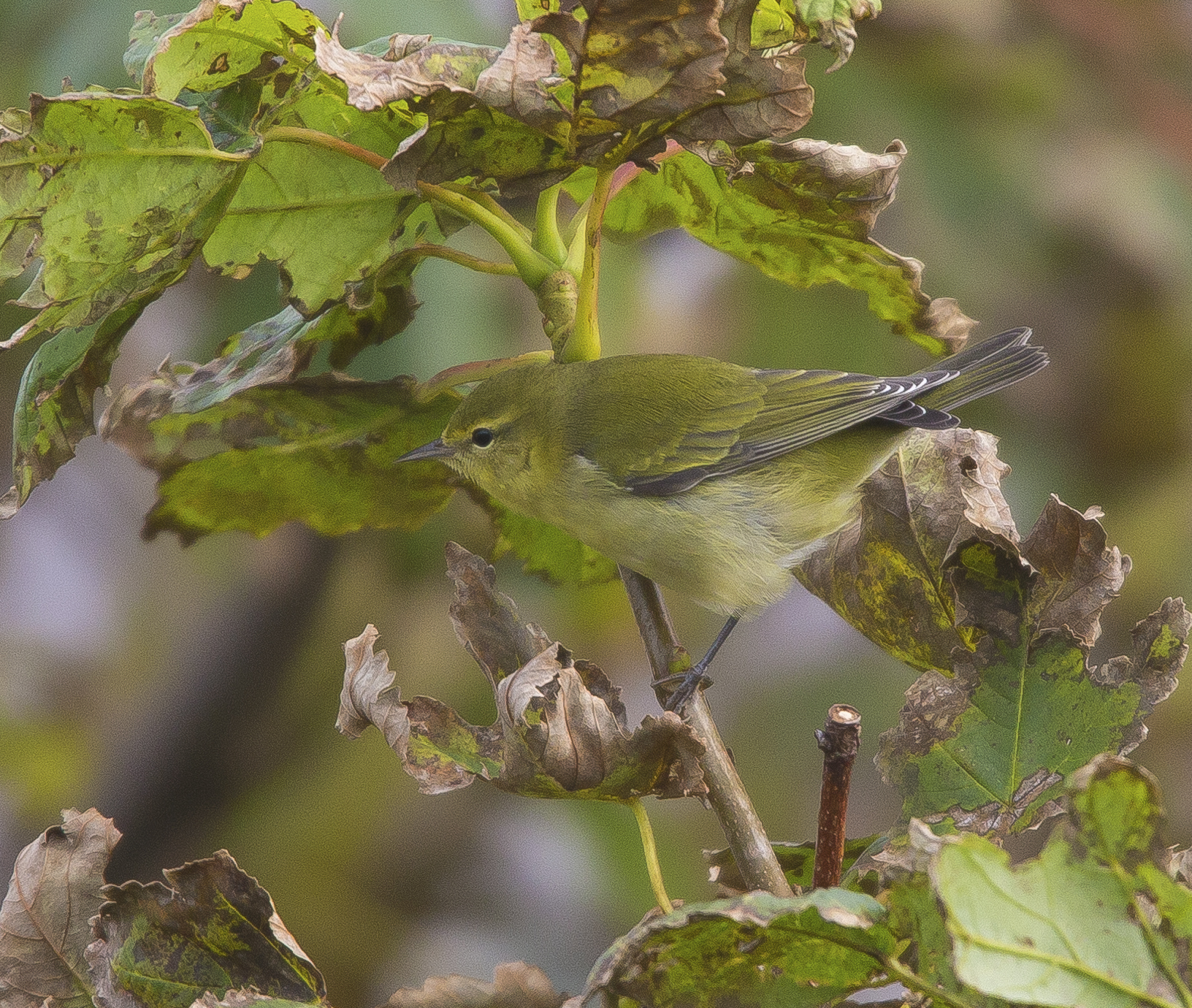 Tennessee Warbler