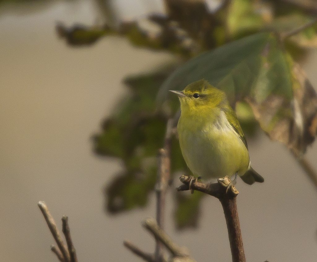 Tennessee Warbler