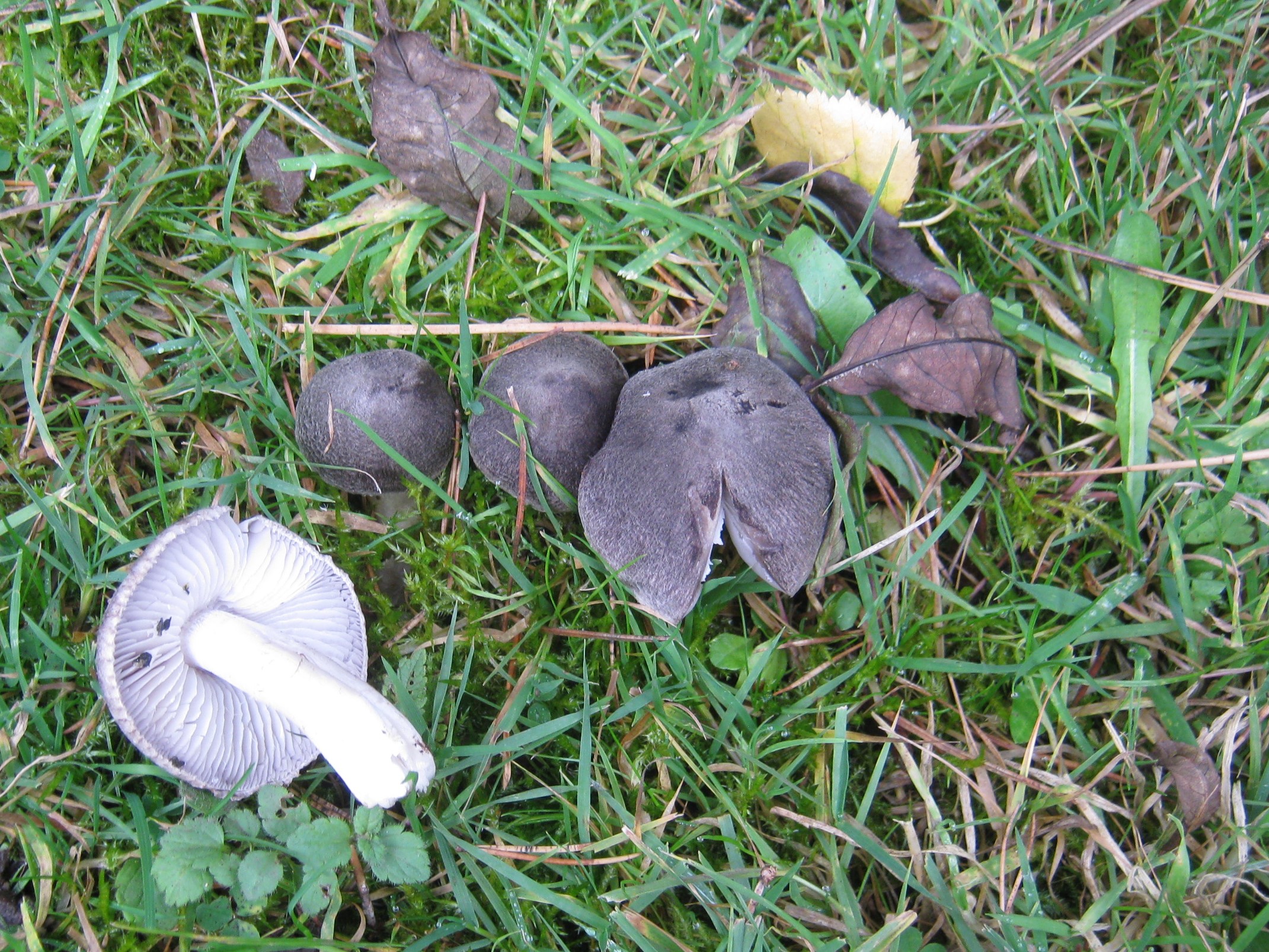 Tricholoma terreum, at Wortley Hall