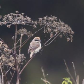 Brown Shrike