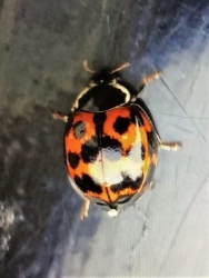 Harlequin Harmonia axyiridis f.succinea