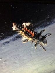 Harlequin-Harmonia-axyiridis-f.succinea-larva
