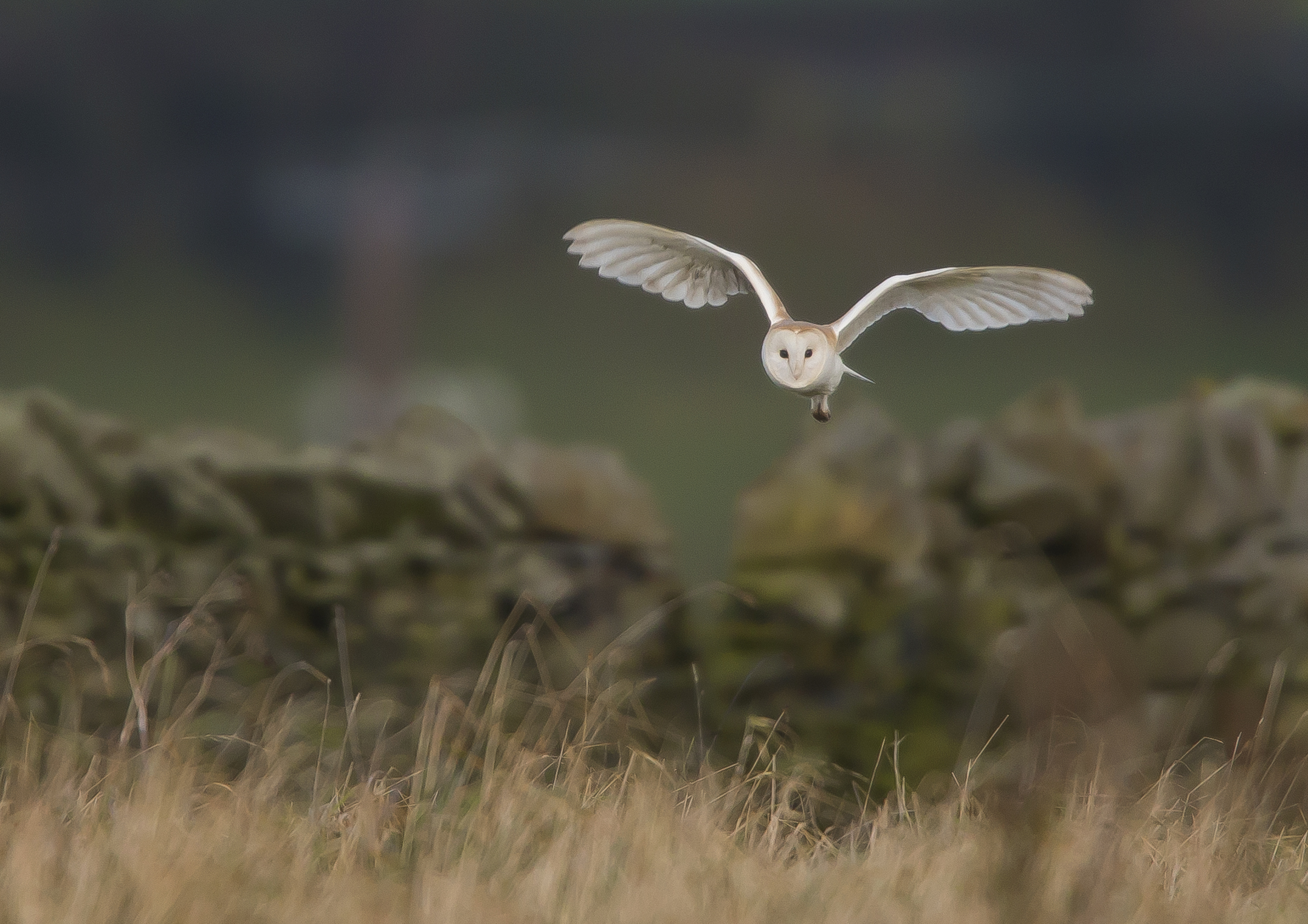 Barn Owl 001