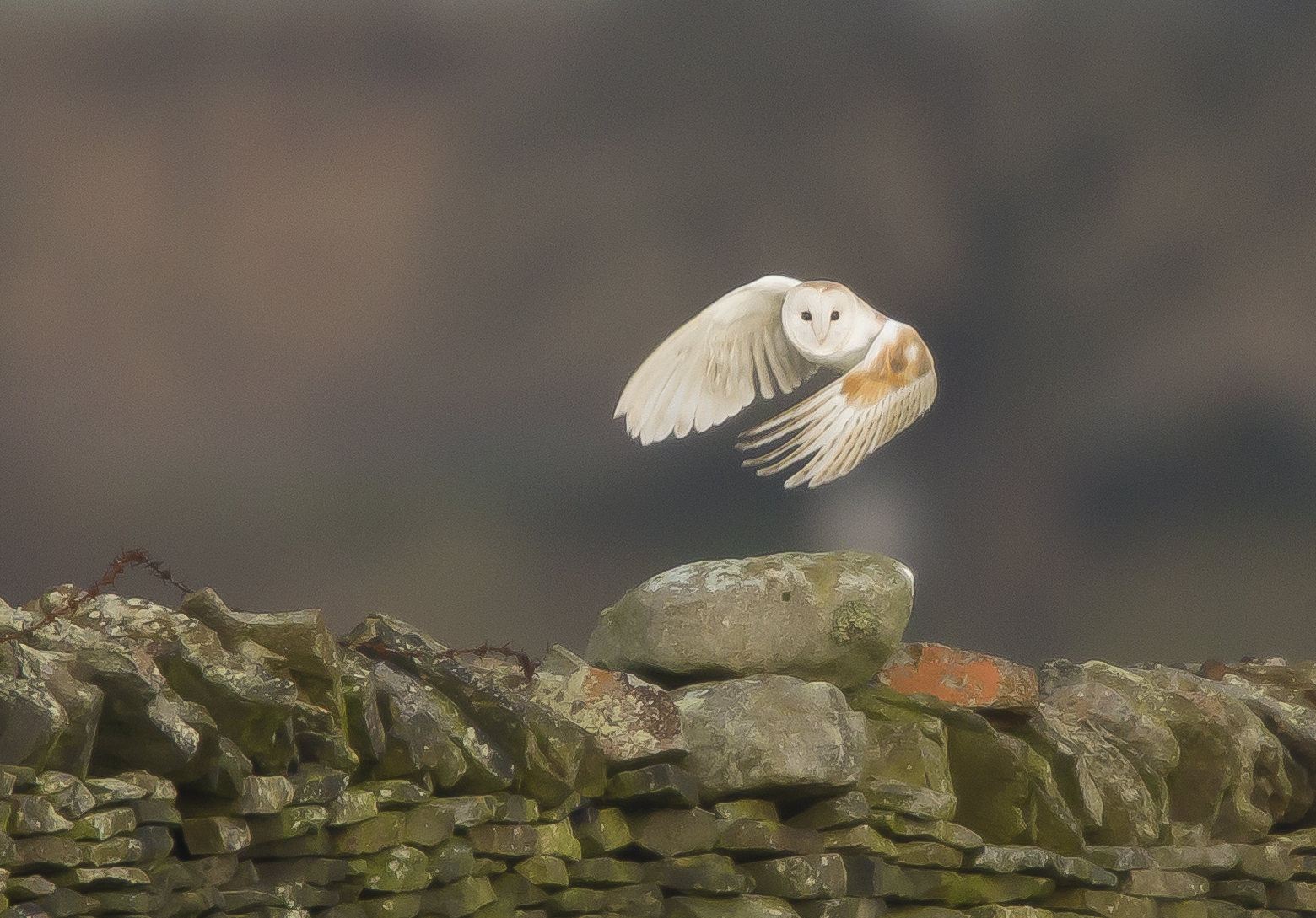 Barn Owl 011