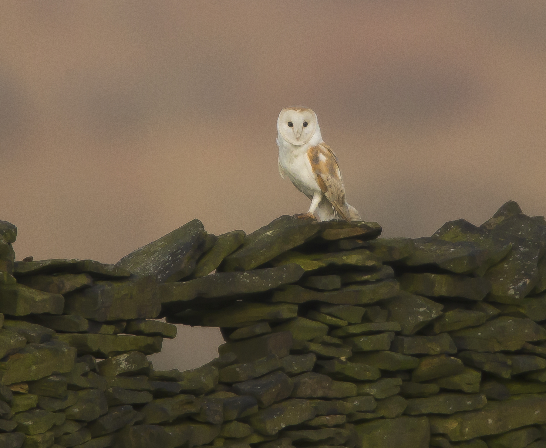 Barn Owl 013