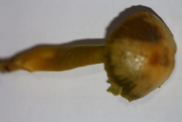 It's a Parrot waxcap! On a pirate's shoulder?!!