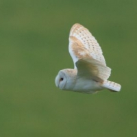 Barn Owl