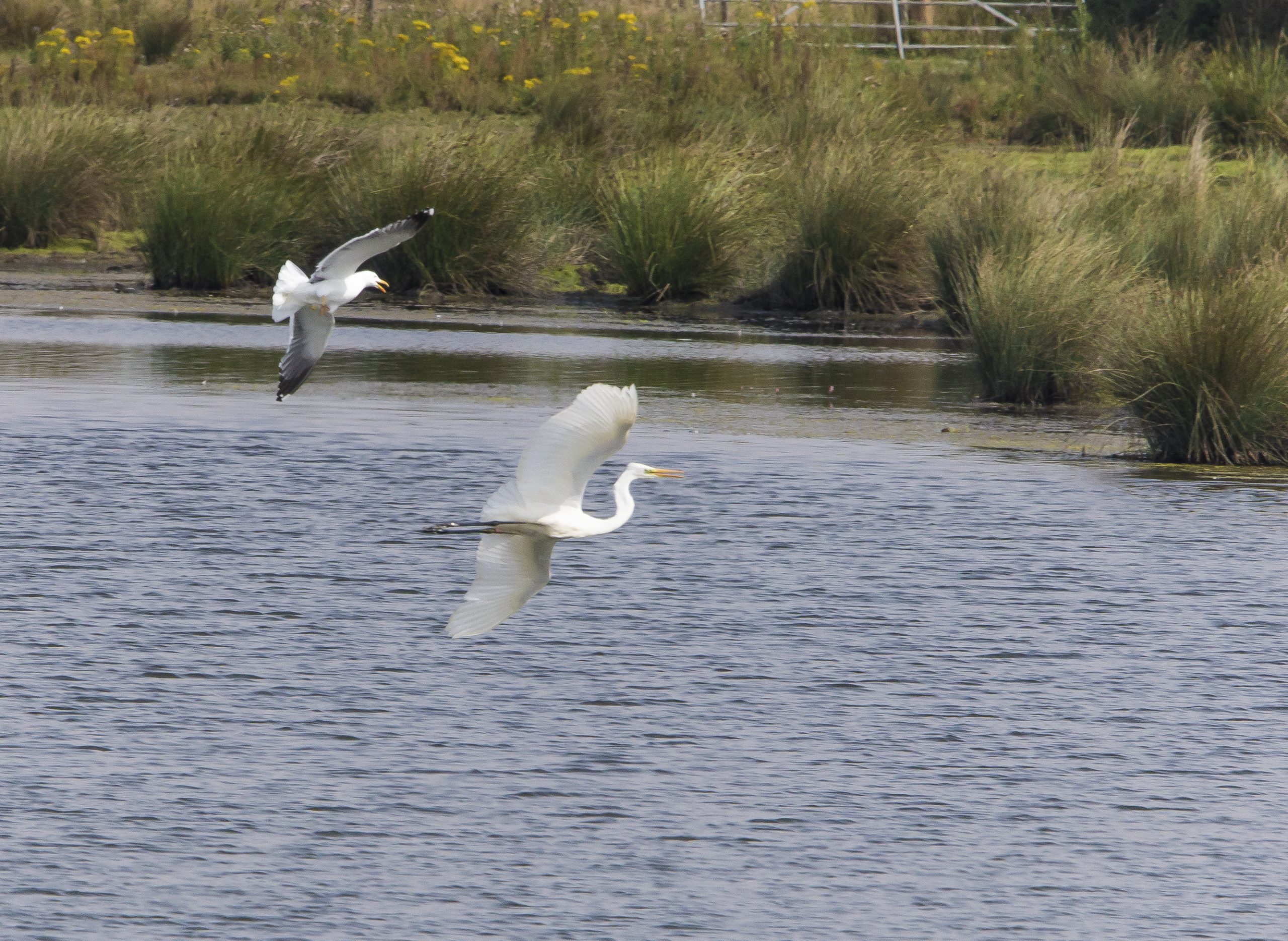 Great White Egret 003