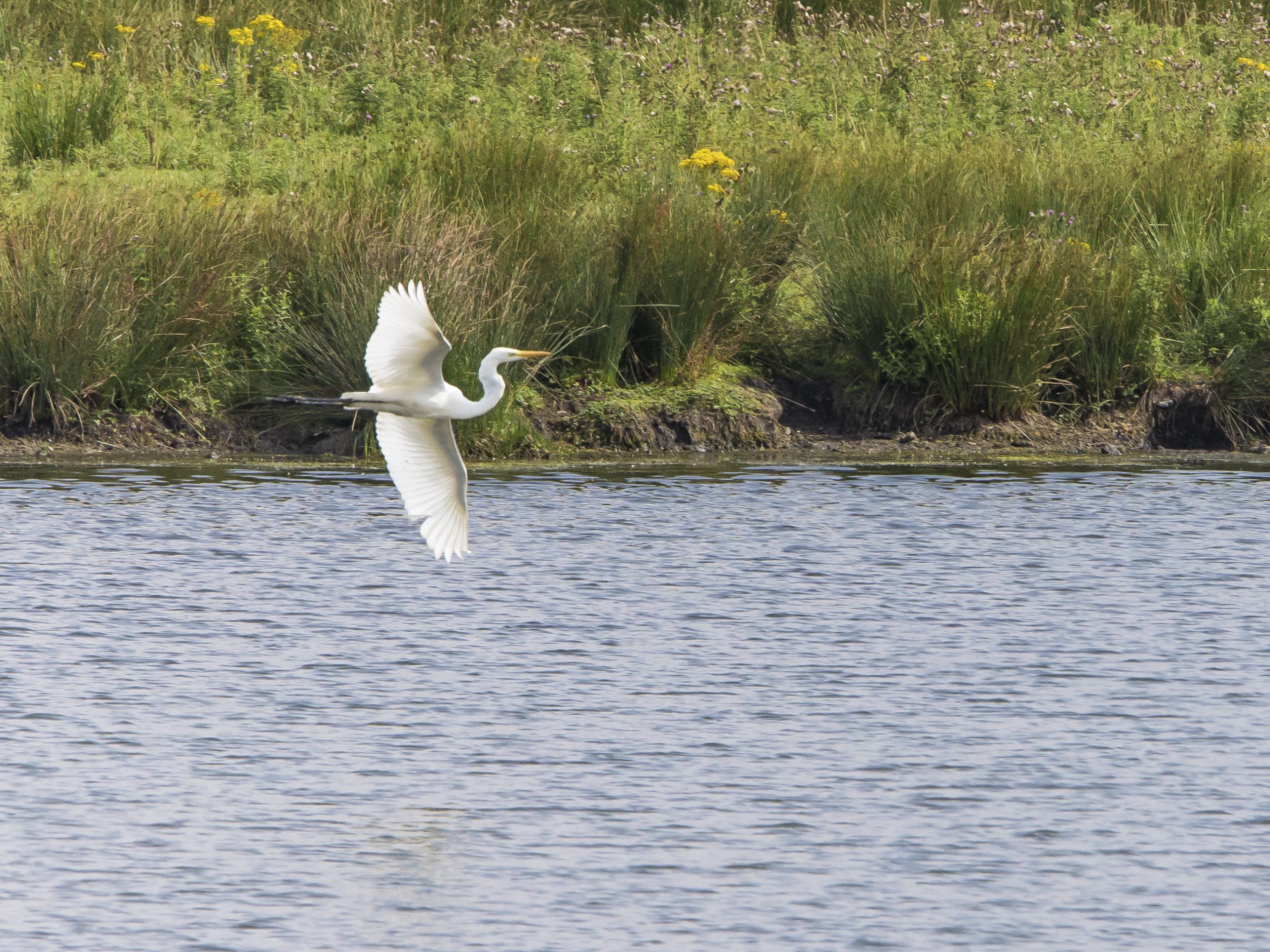 Great White Egret 004