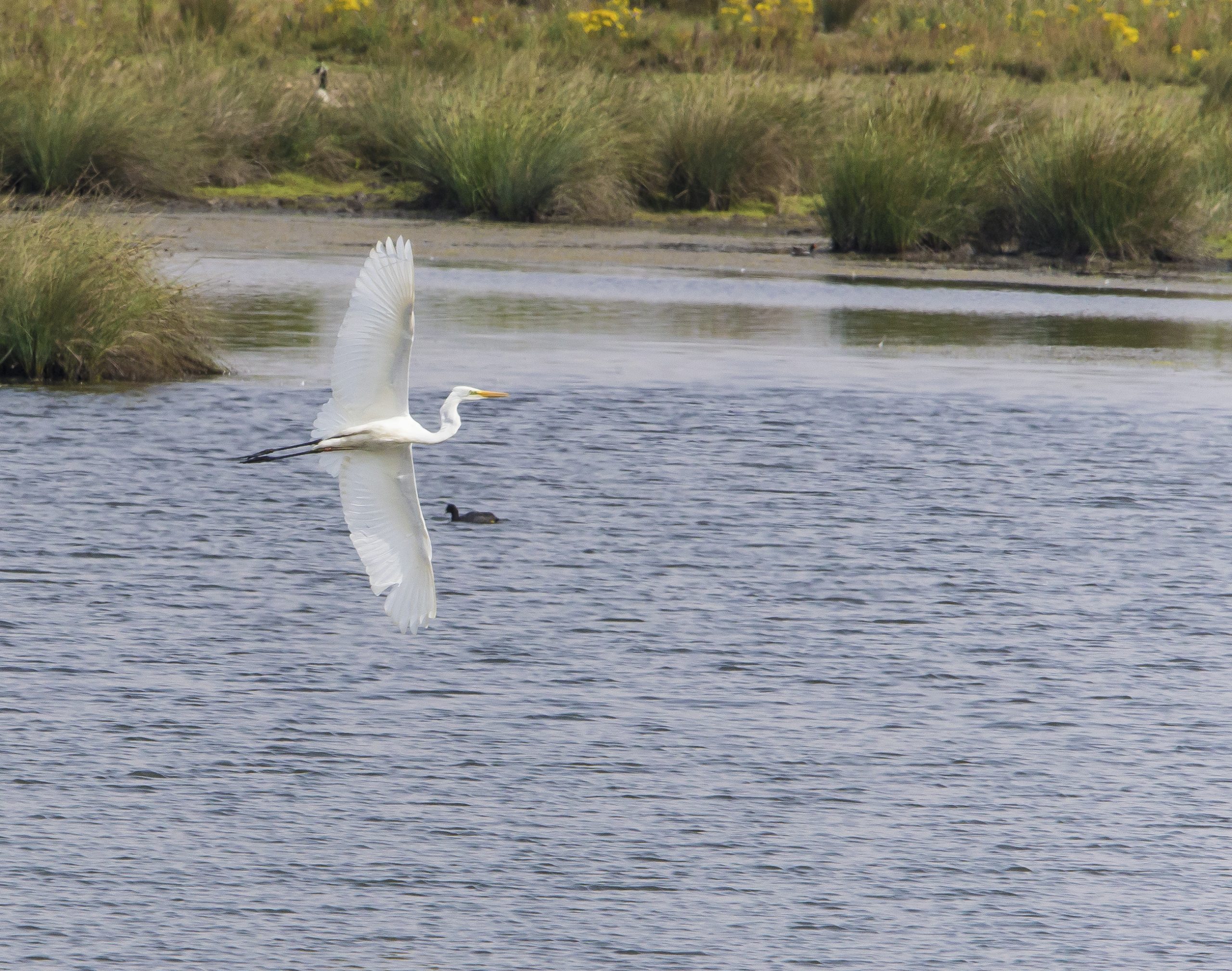 Great White Egret 005