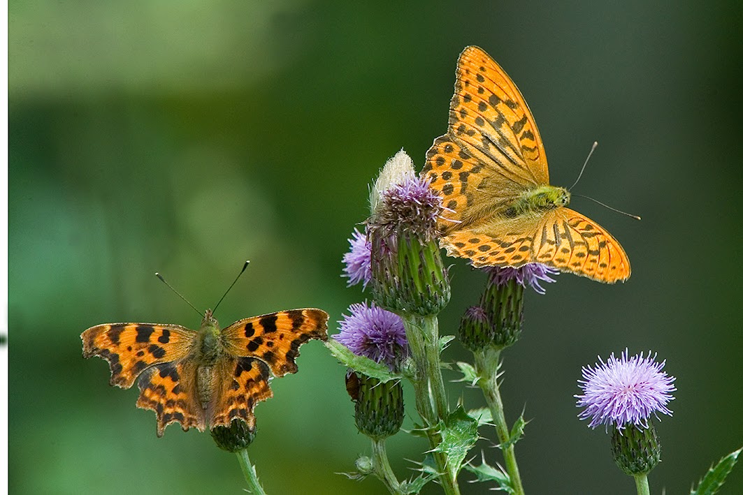 comma-fritillary2-hugset-wood-DSC_8053-small-web-21-july-2014