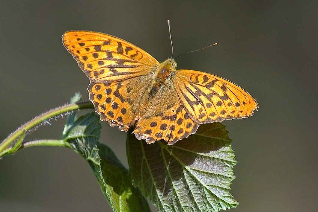 silver-washed-fritillary1-hugset-wood-DSC_7924-small-web-21-july-2014