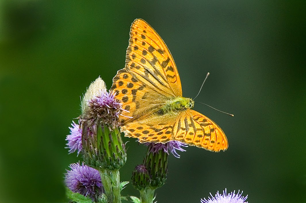 silver-washed-fritillary8-hugset-wood-DSC_8053-small-web-21-july-2014 (1)