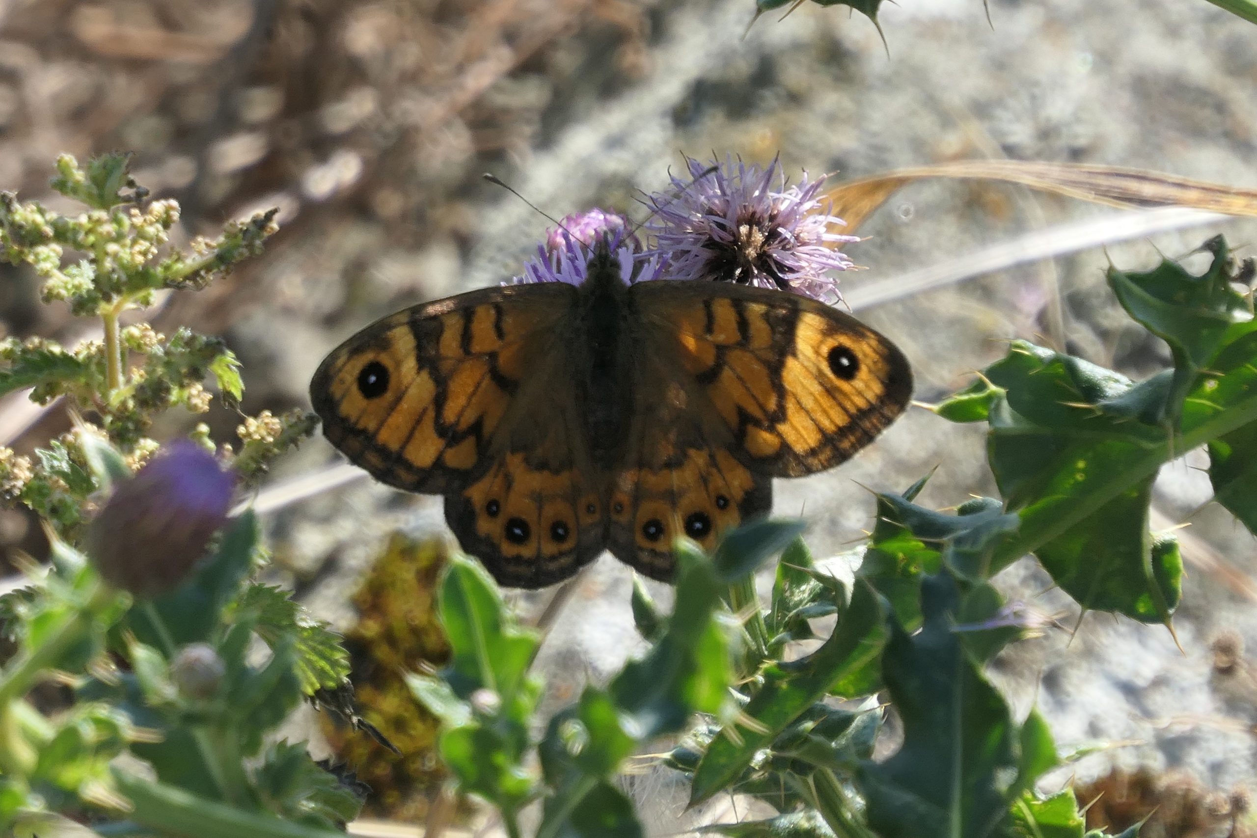 Wall Brown female 2022.08.13 P1028820