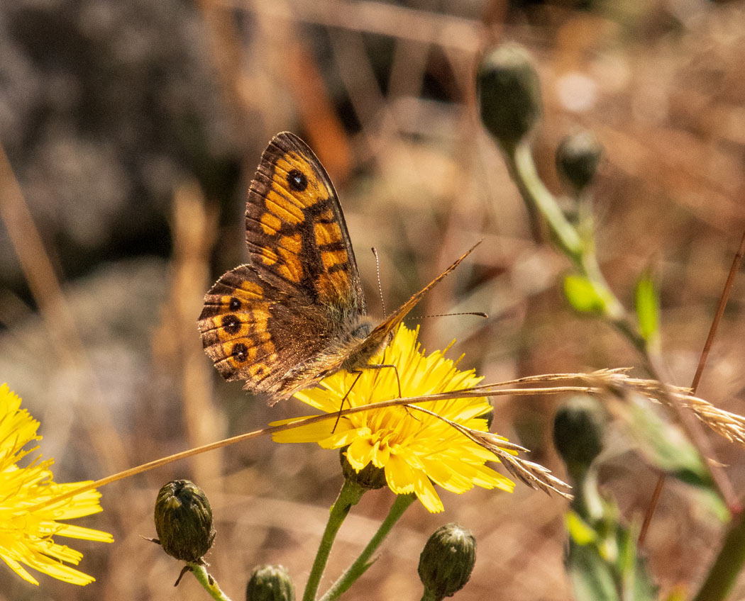 Wall Brown perched on grass _DSC0860 – Copy