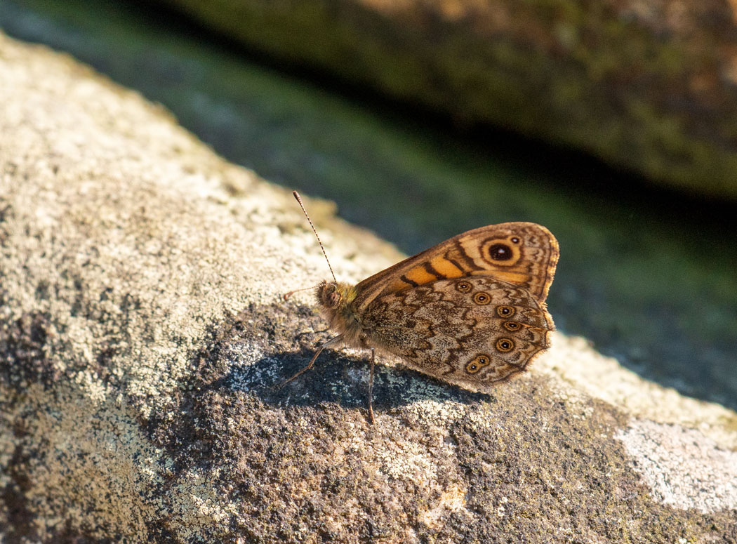 Wall brown – Copy