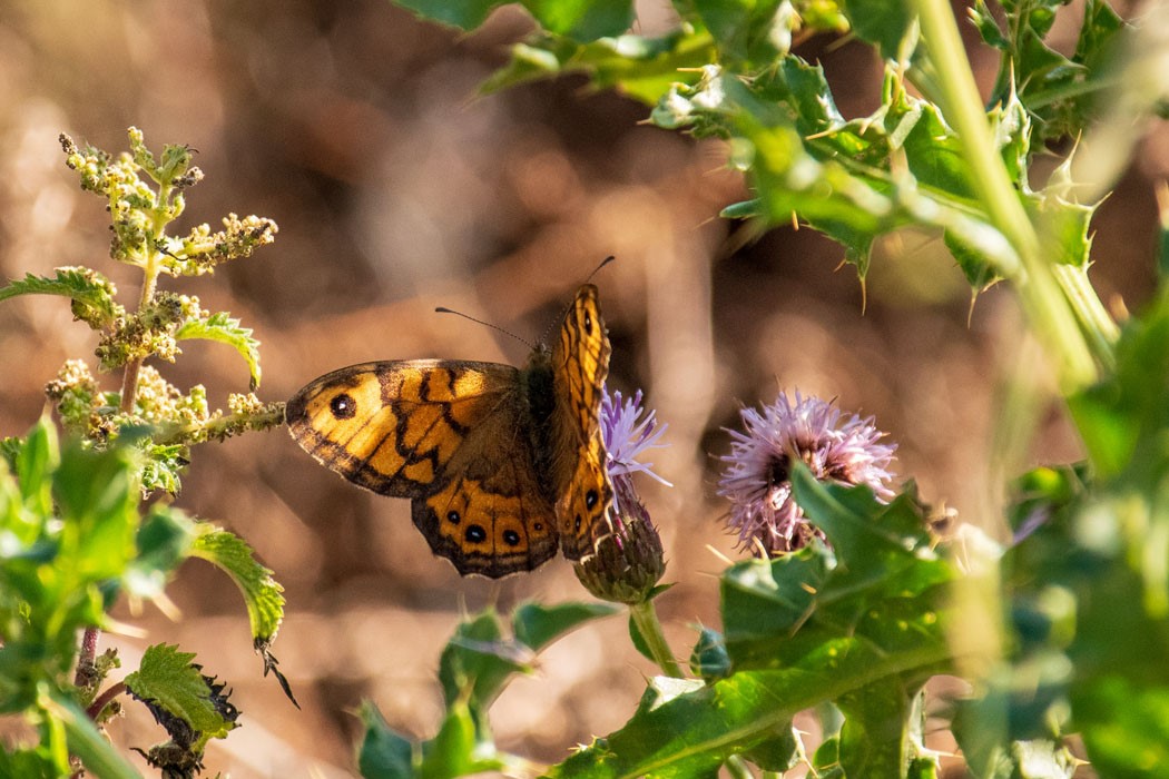 Wall on creeping thistle – Copy