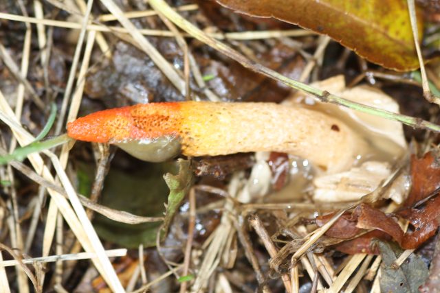 Dog Stinkhorn