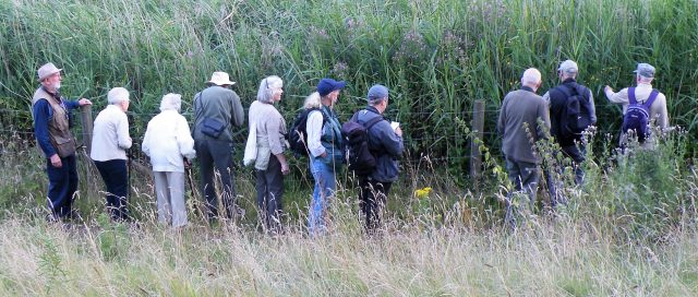 A previous visit to the Strafford Mine Water Treatment reedbeds