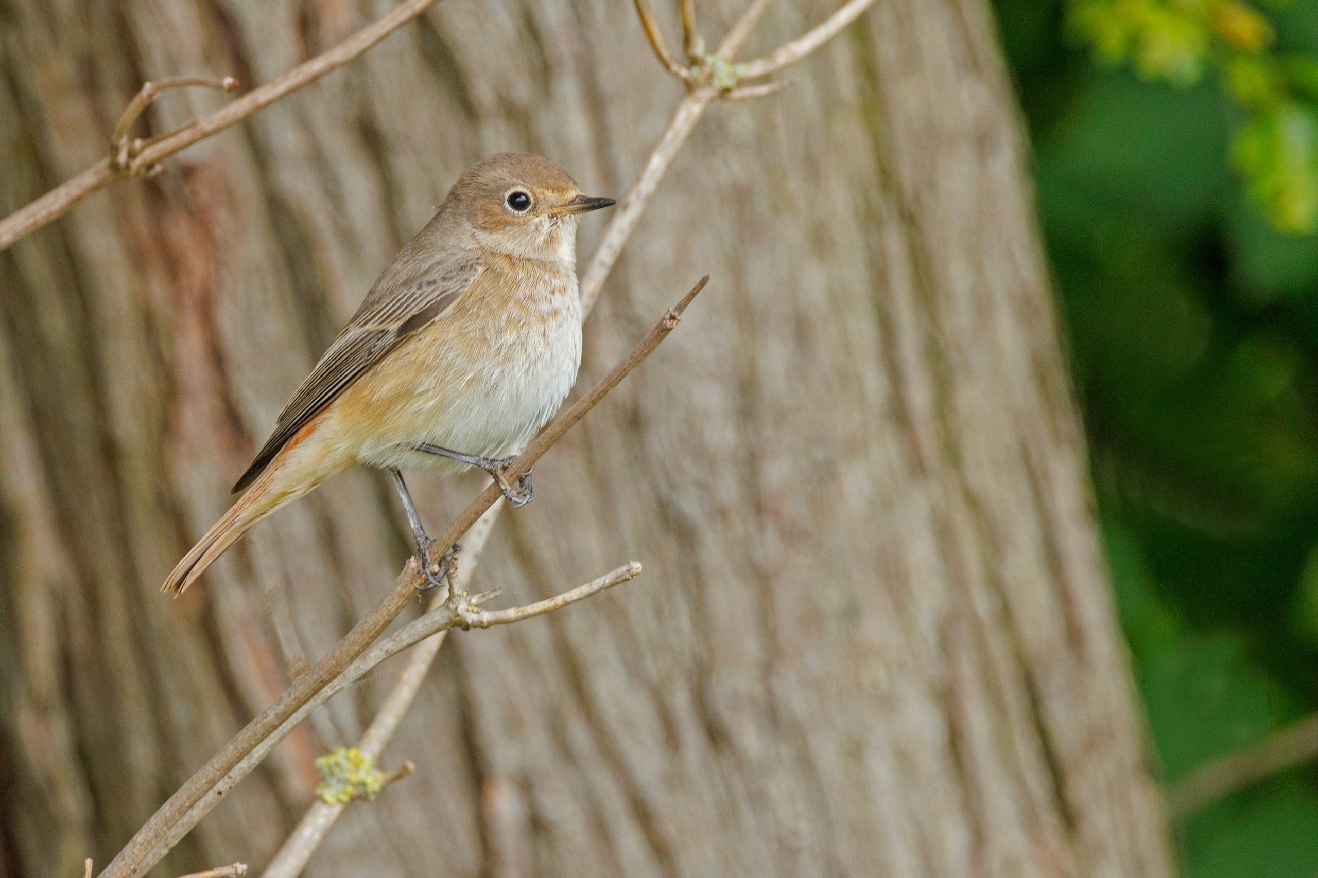 Redstart002 Broomhill Aug23