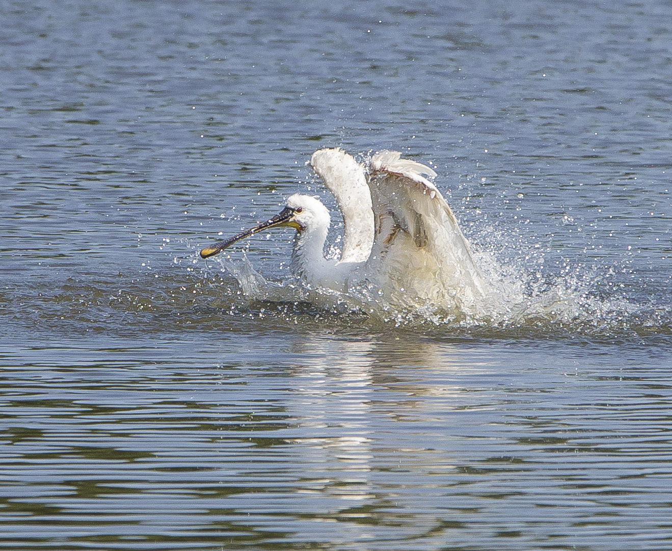 Spoonbill 001 Old Moor Aug22