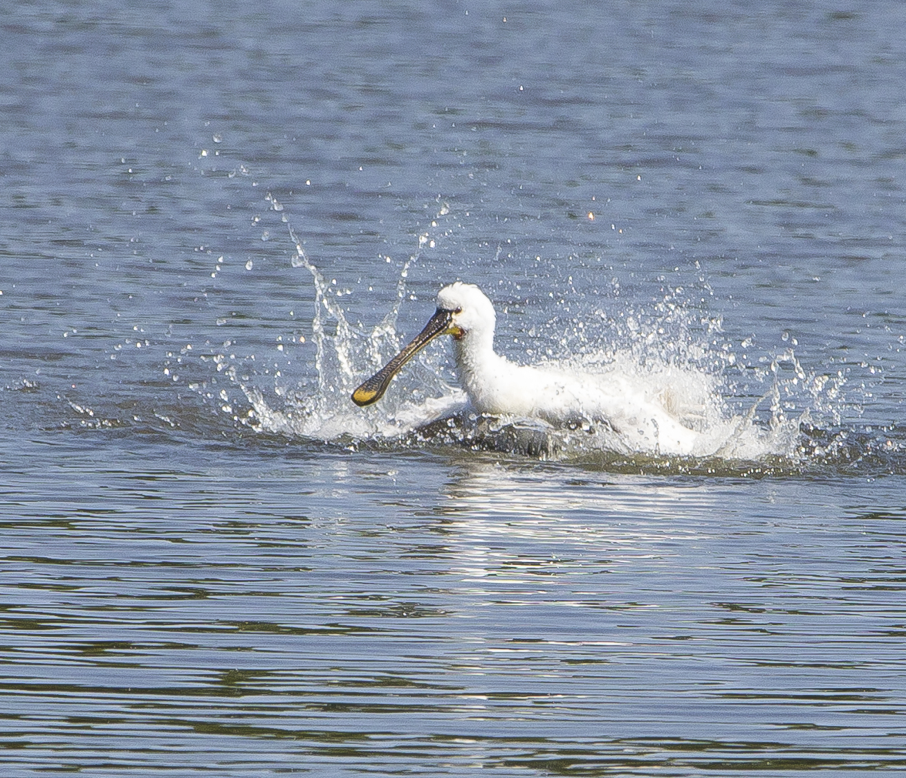 Spoonbill 002 Old Moor Aug22