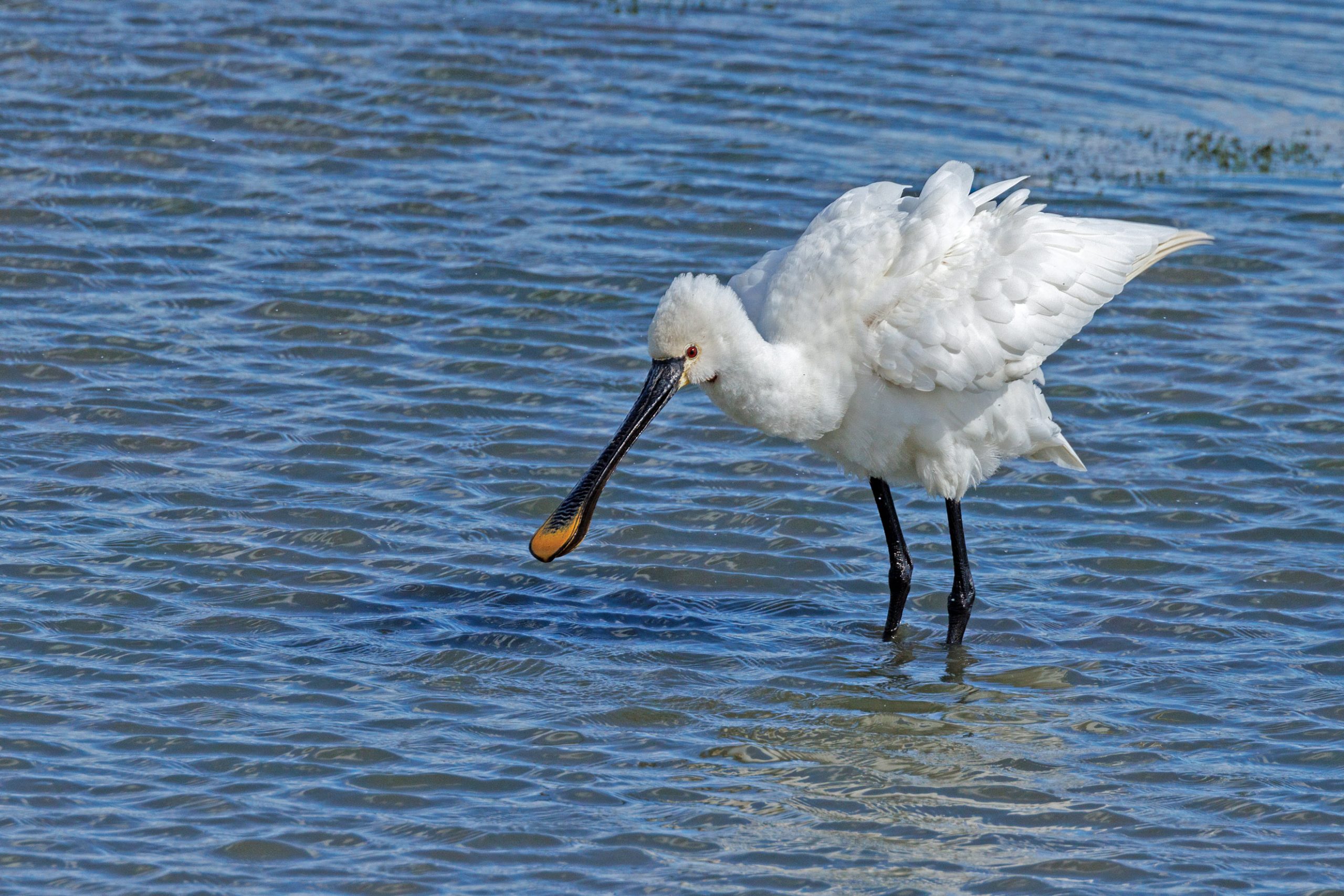 Spoonbill001 Old Moor Aug23