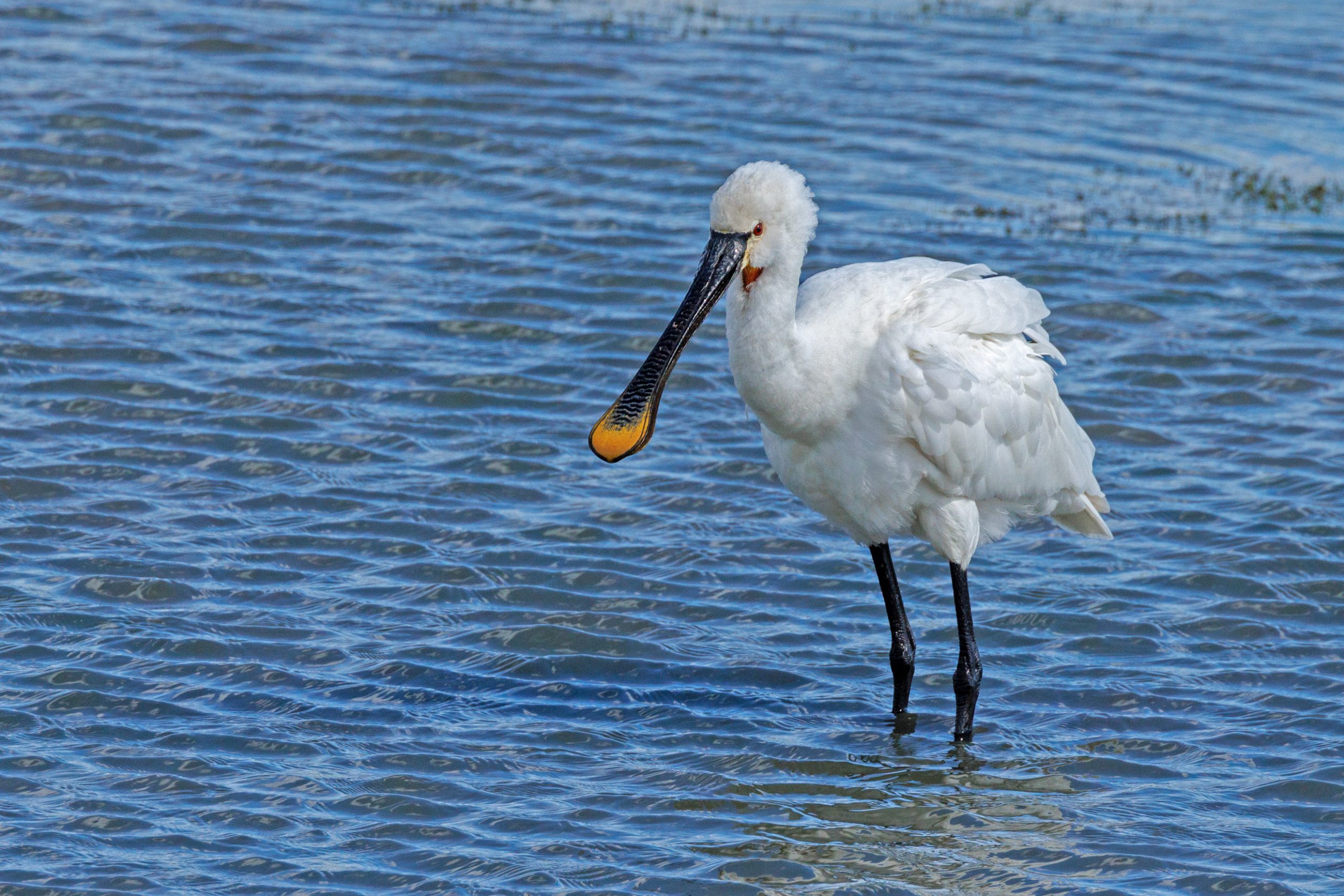 Spoonbill003 Old Moor Aug23