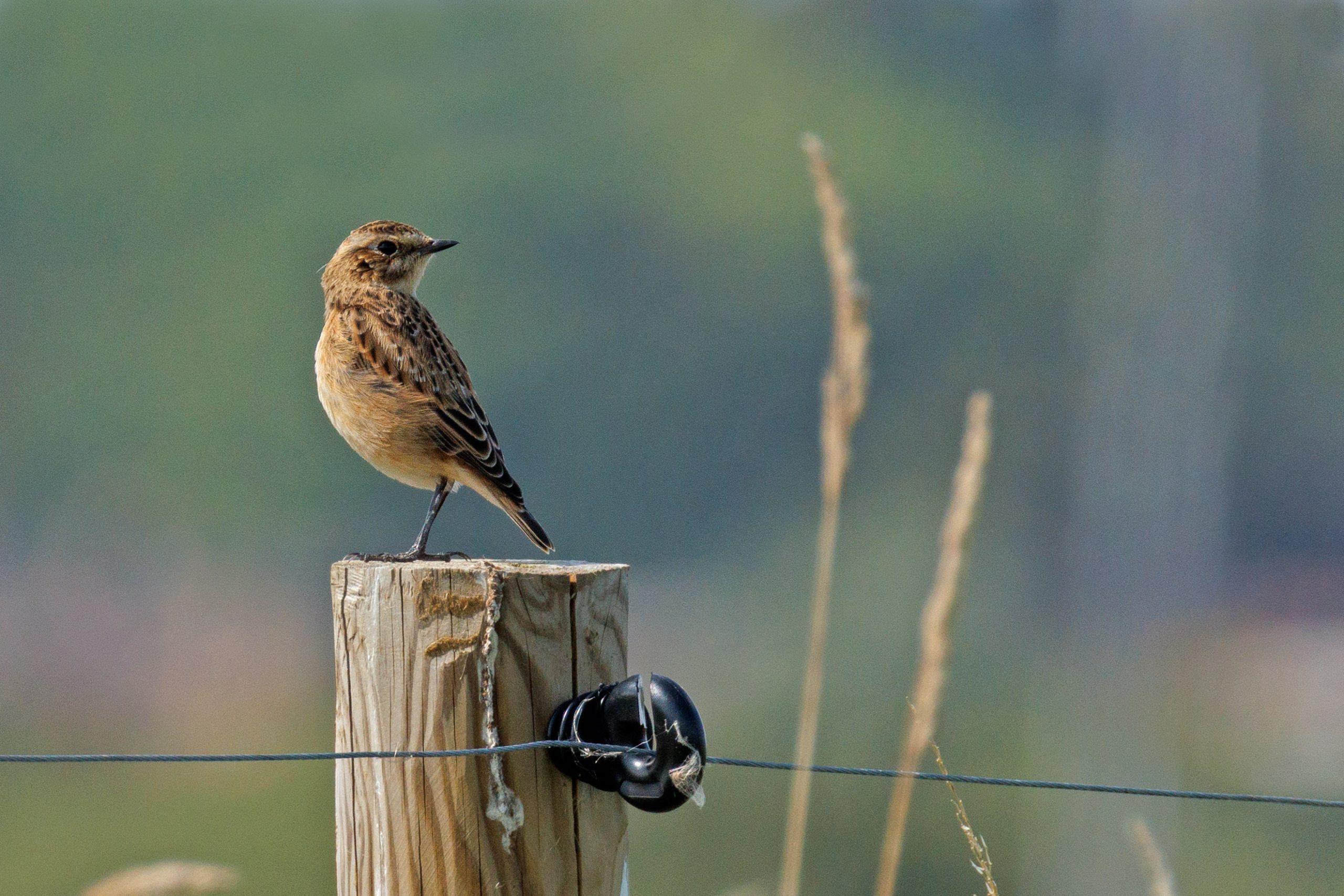 Whinchat002 Broomhill Aug23