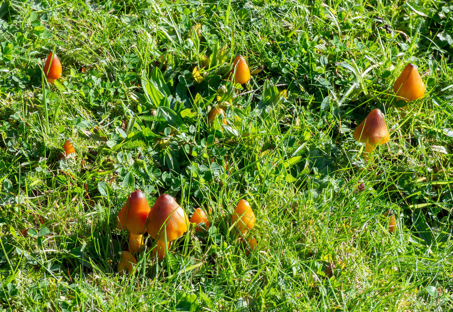 Blackening waxcaps