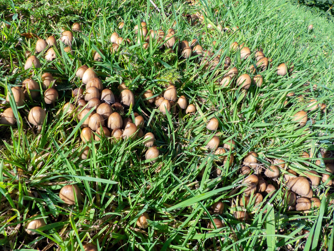 Glistening inkcaps