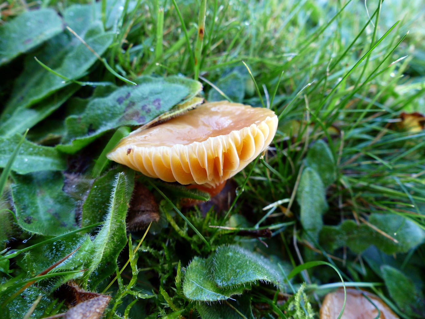 Meadow waxcap 2