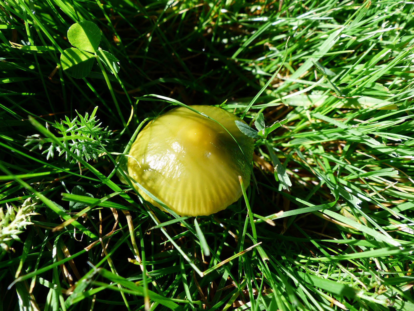 Parrot waxcap