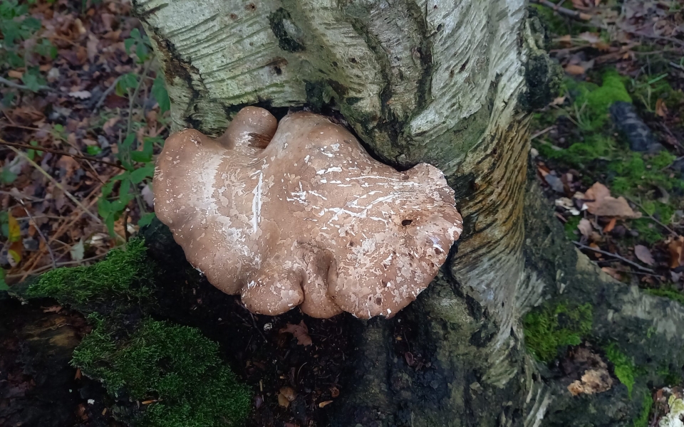 Birch bracket fungus Wortley 20260124_120014