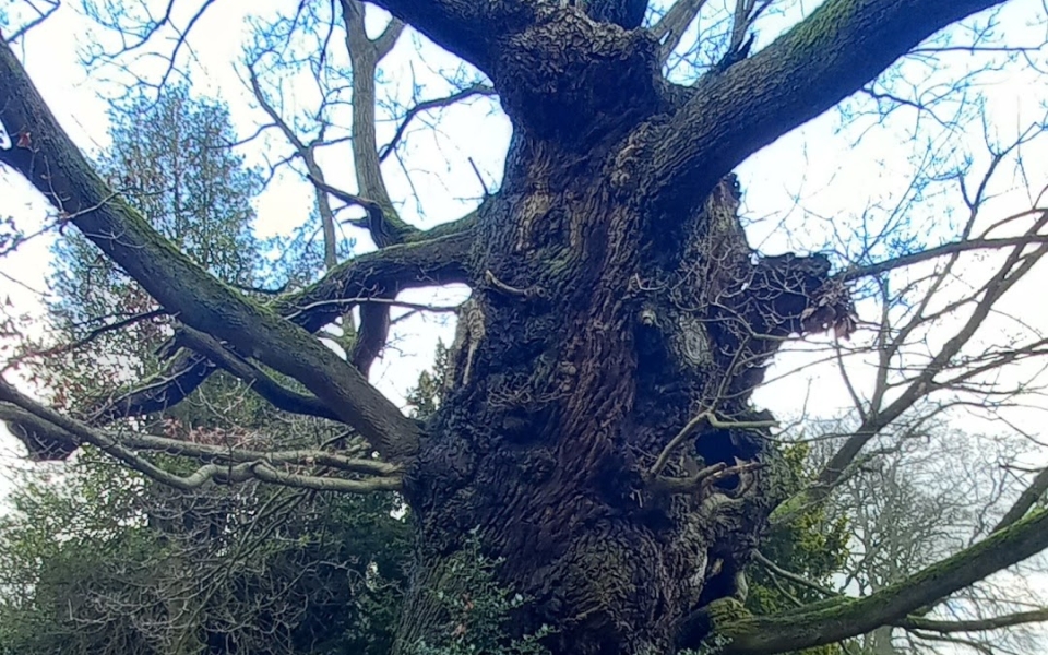 Great Oak Wortley 20260124_121009