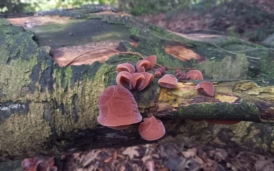 Jelly ear fungus Wortley 20260124_115403