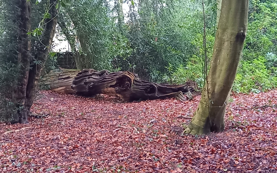 Sweet Chestnut trunk on ground Wortley 20260124_120922
