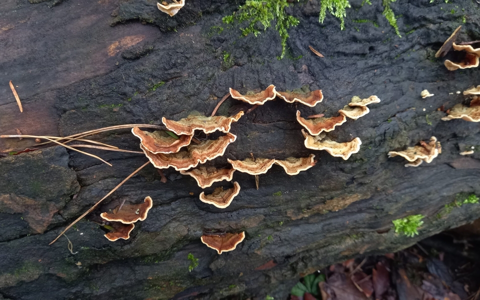 Turley tail fungus Wortley 20260124_115450
